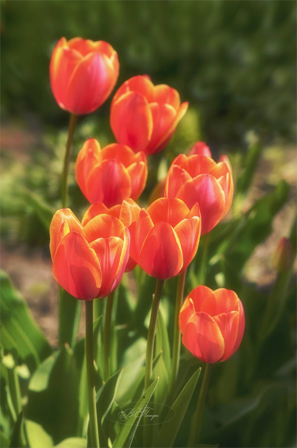 тюльпаны, Вера Петри