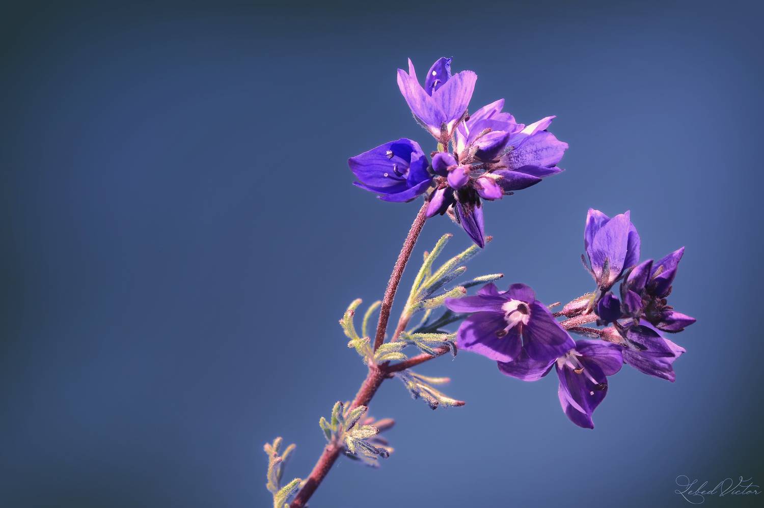 , Виктор Лебедь