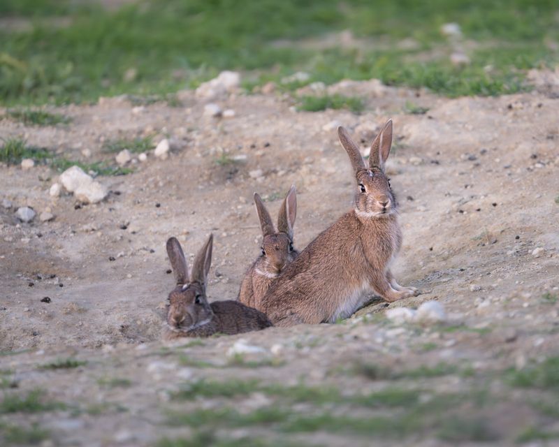 зайц, кролики, hare, rabbits Троица фото превью