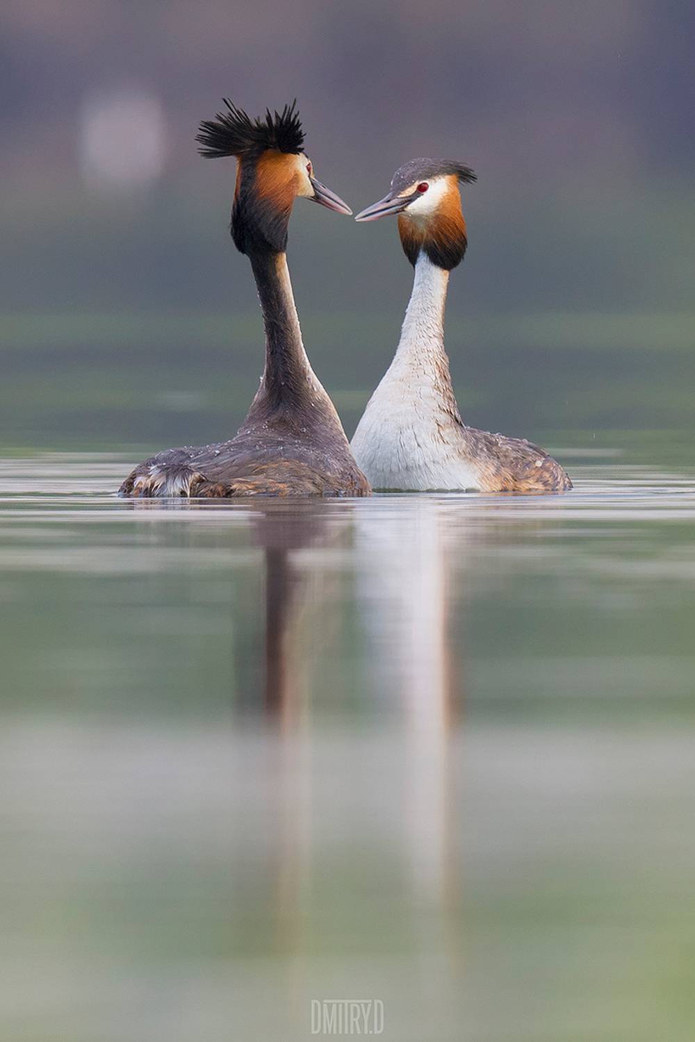 чомга, большая поганка,, Дмитрий Доронин
