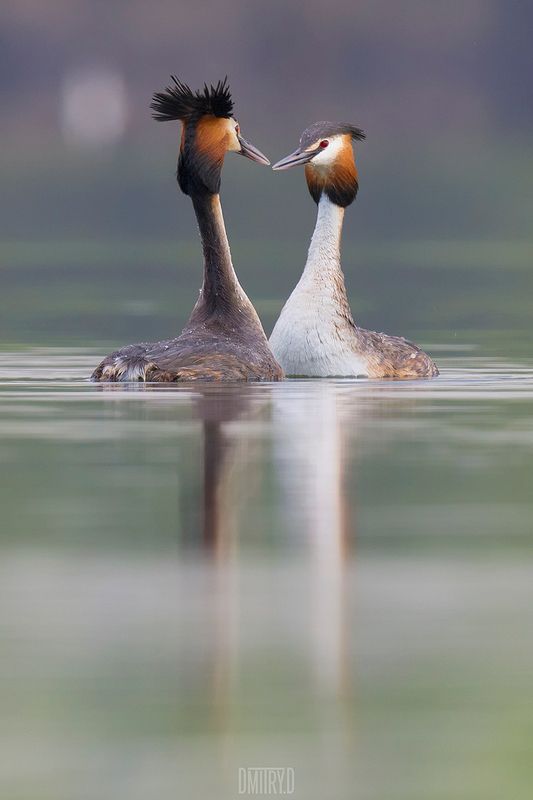 чомга, большая поганка, Брачные игры больших поганок. фото превью