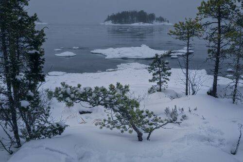 Карельский пасмурняк