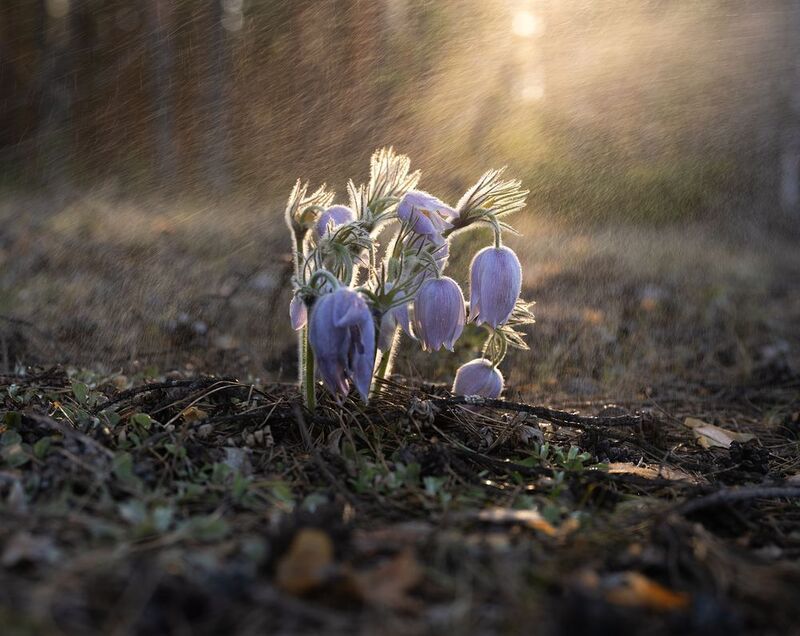 Вятская сон трава фото превью