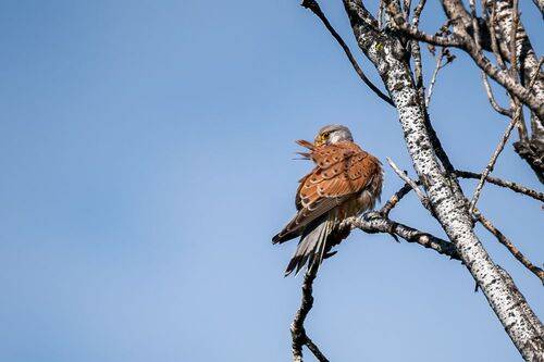 Common Kestrel