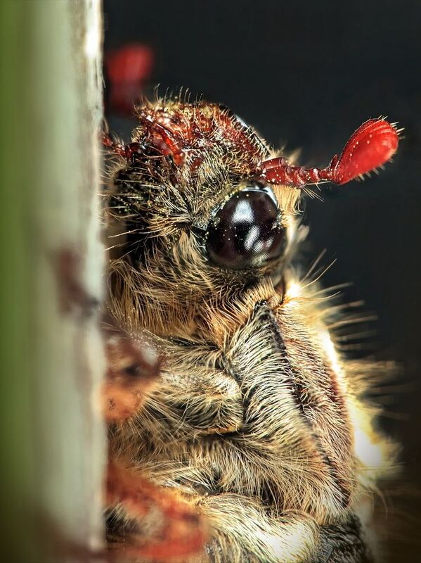 Майский жук фото превью