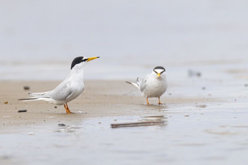 малая крачка, крачка, чайка, птицы Малая крачка фото превью