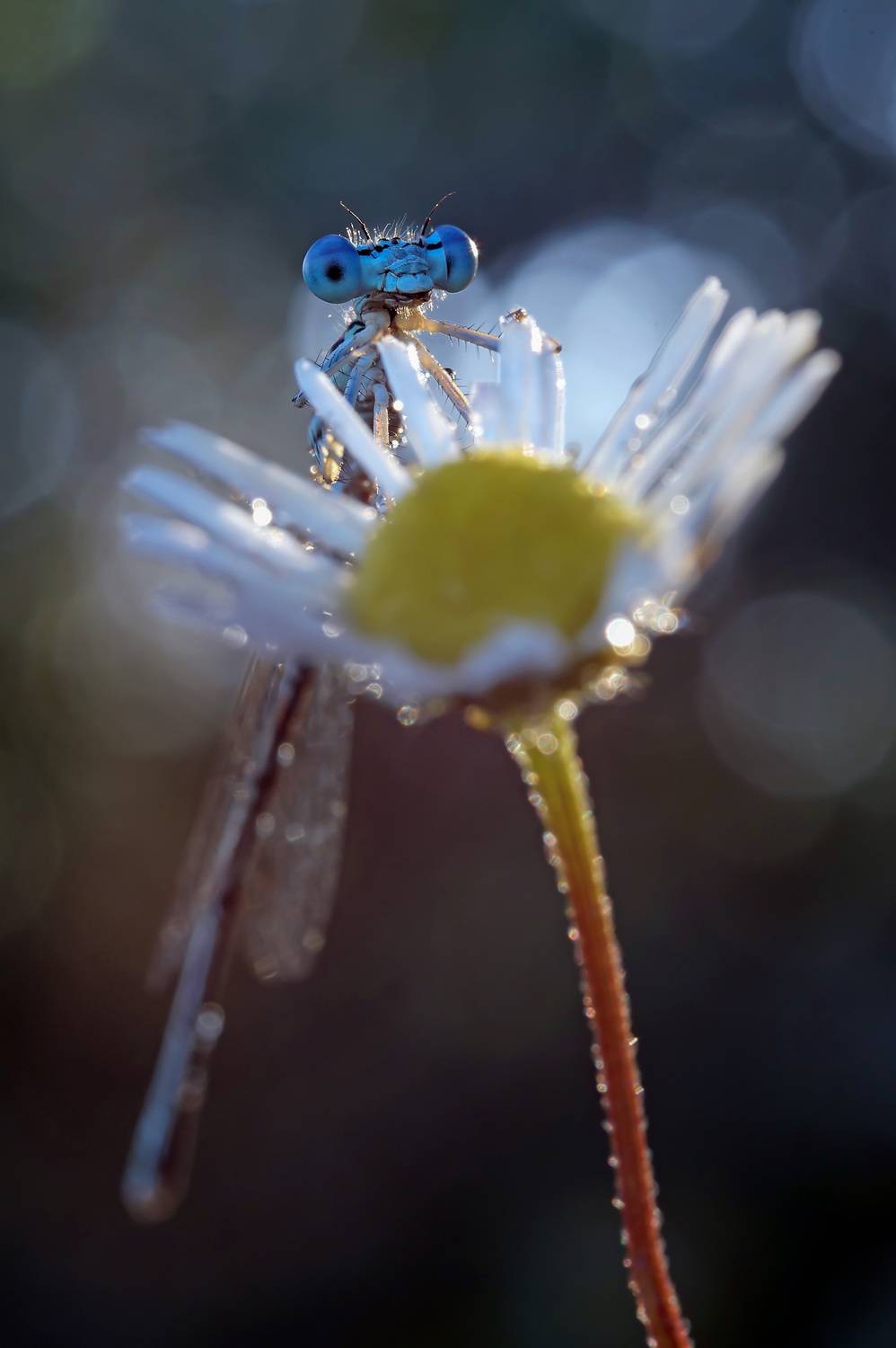 , Чепленко Алексей