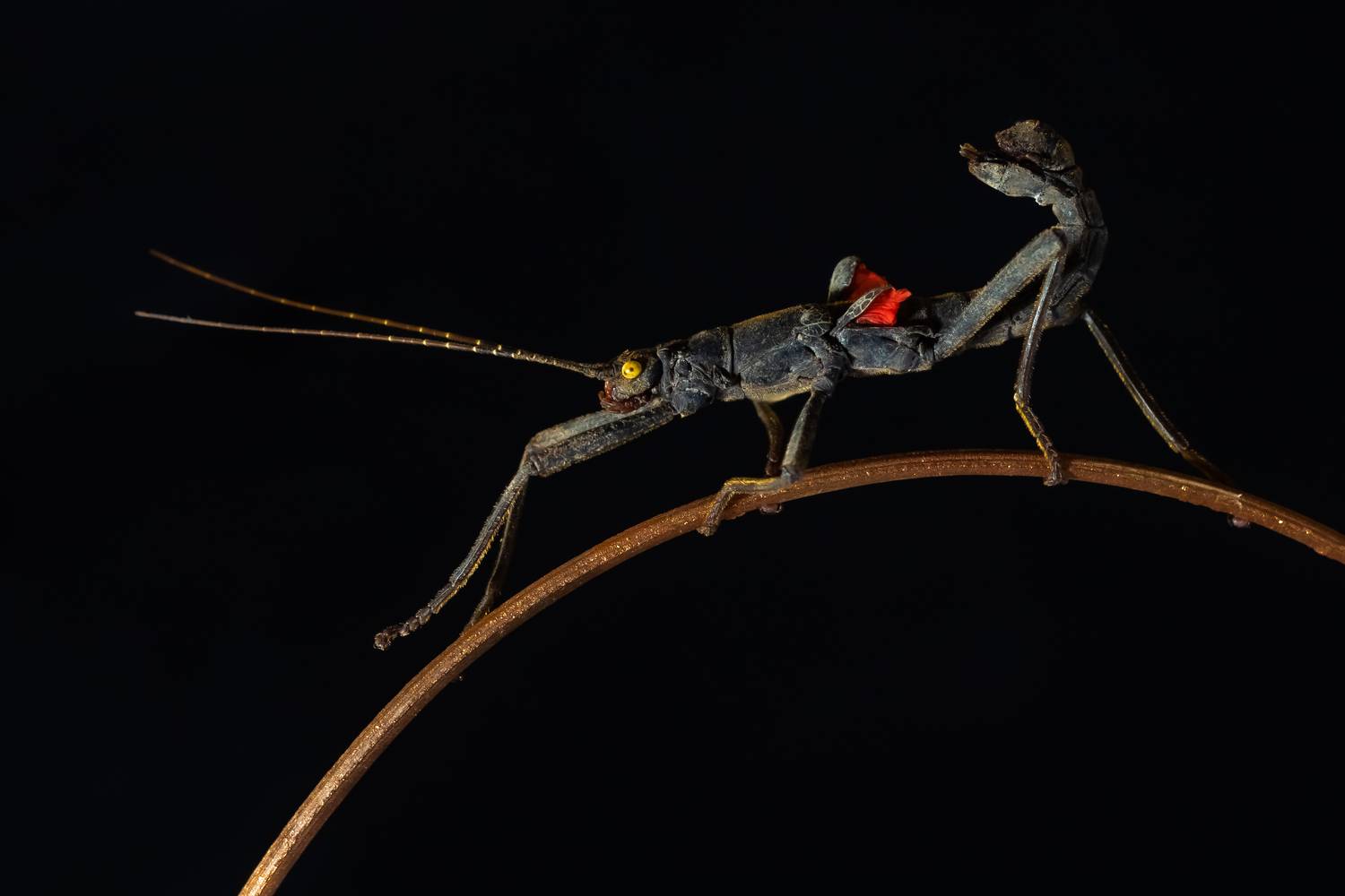 , Олег Савицкий