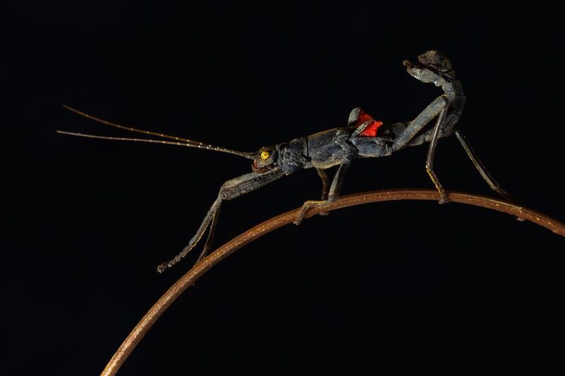 Кордильерский палочник фото превью