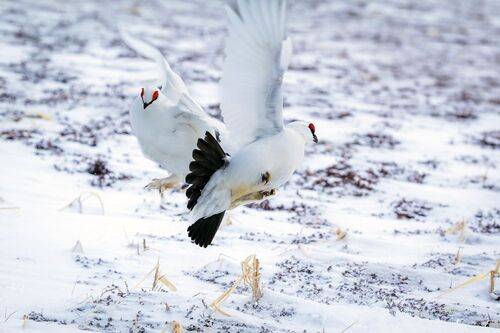 Бой на вираже