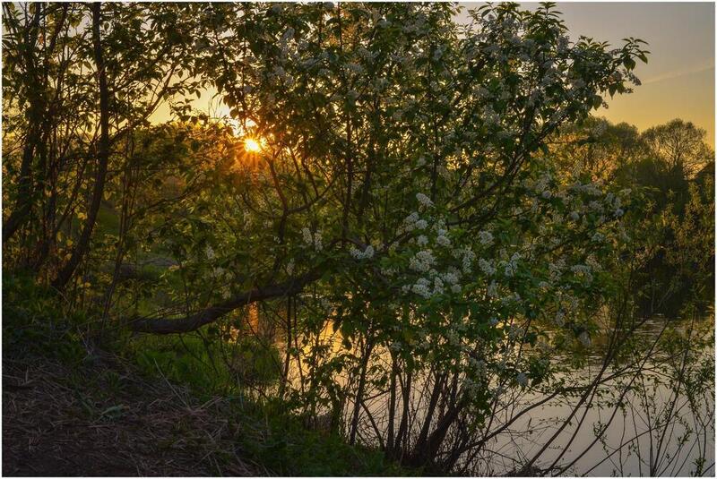 весна, времена года, россия, природа, цветет черемуха, приметы, погода черемуха цветет к похолоданию, заморозки, народные приметы Цветёт черёмуха. К похолоданию. фото превью