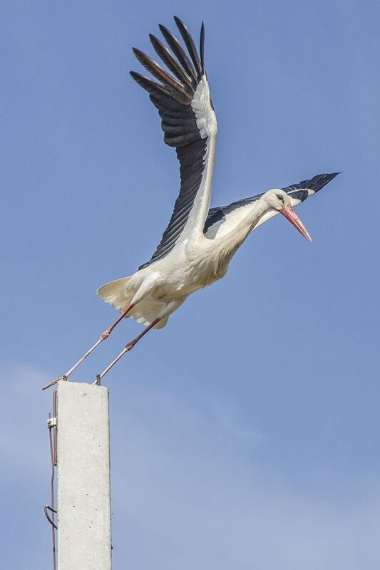 Улётный момент с аистом фото превью