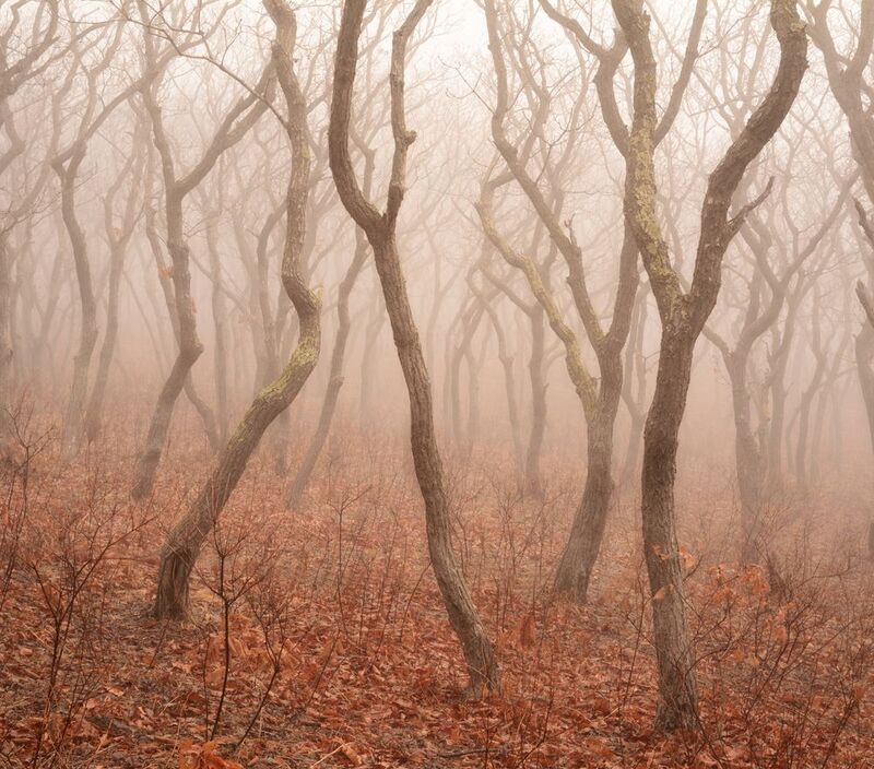 приморье Королевство кривых. фото превью