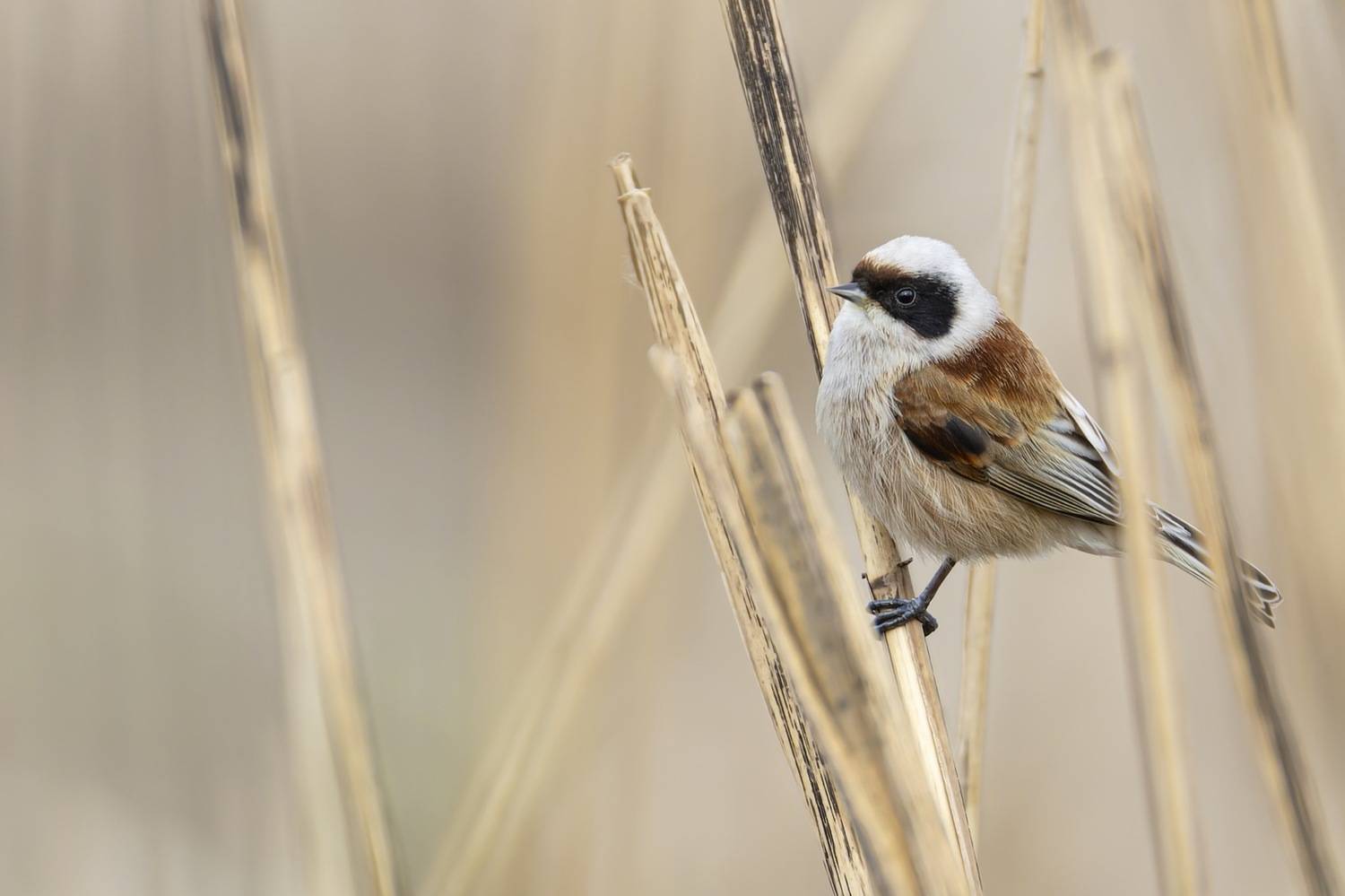 ремез, птицы, Руслан Pl