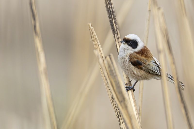ремез, птицы Ремез фото превью