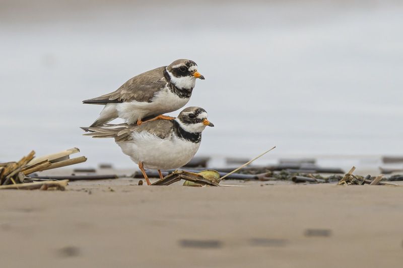 галстучник, птицы Бременские музыканты фото превью