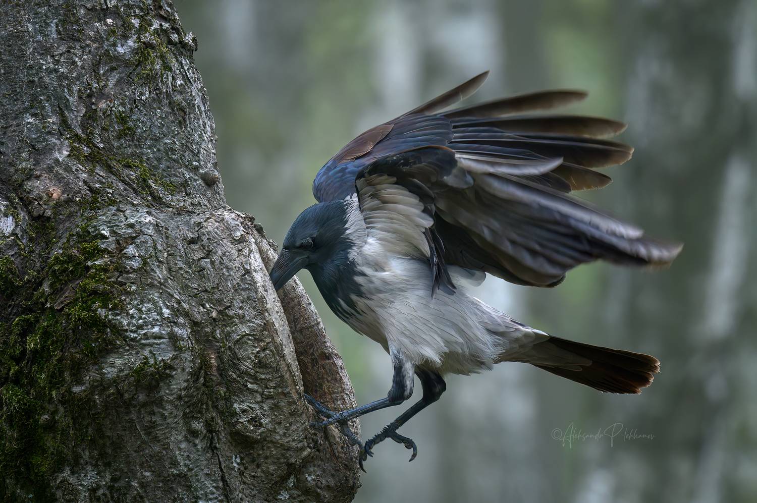 момент, Плеханов Александр