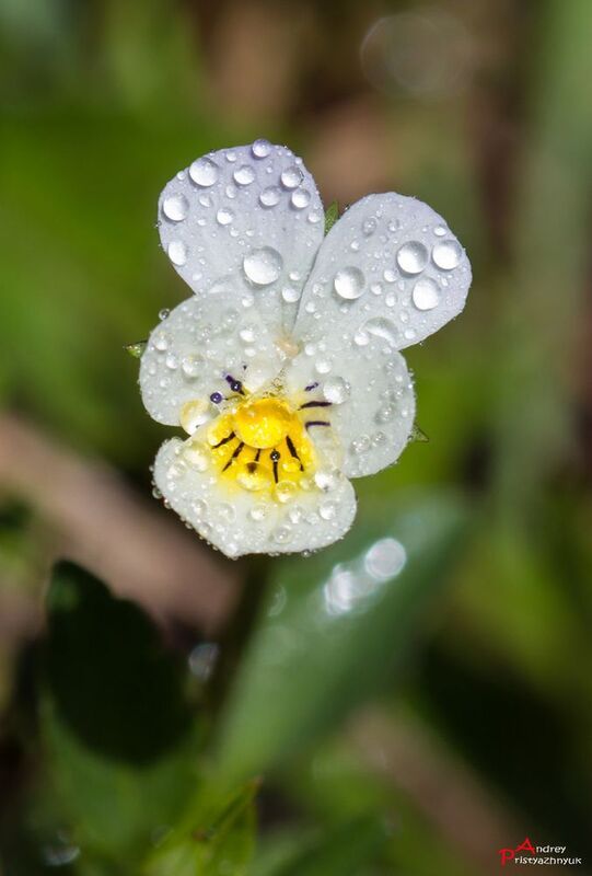 Цветочек фото превью
