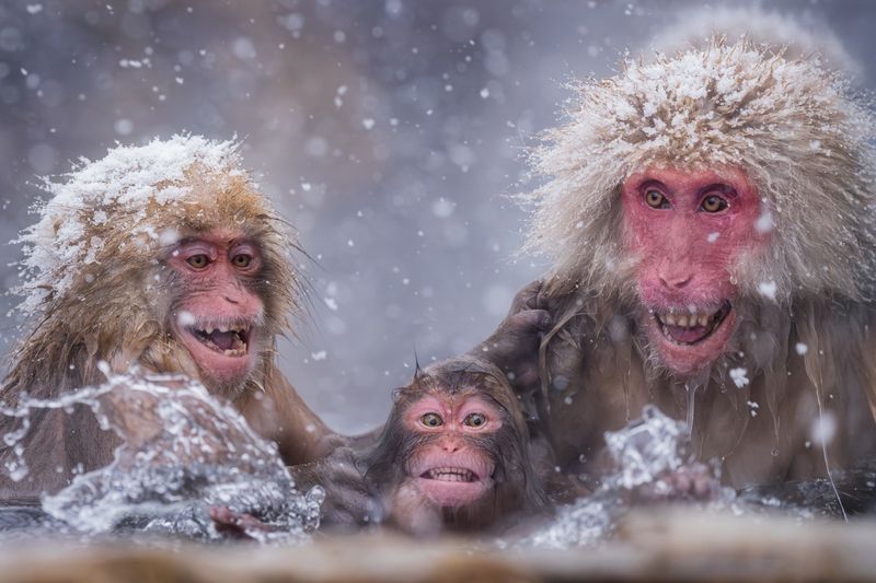 snowmonkeydivingschool; jigokudani; hellsvalley; toughlove; monkeyparenting; sendhelp; japan; honshu; hokkaido; winter; snow; photographyworkshop; japanesemacaques; snowmonkeys; blakistonsfishowl; tancho; redcrownedcrane; tsuruiitosanctuary; stellersseaea Snow Monkey Snorkeling Lesson фото превью