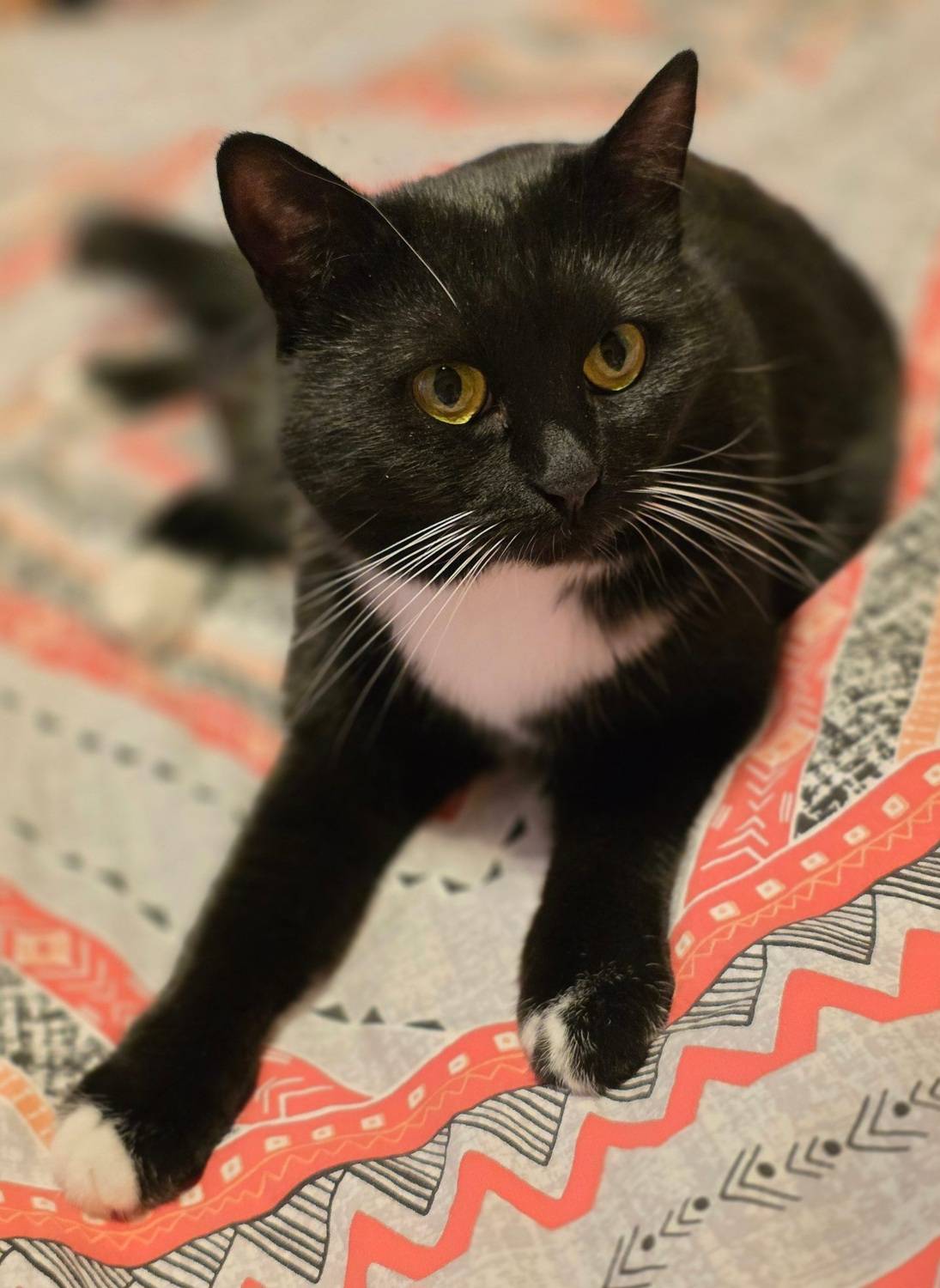 чёрная кошка, Мария Горская