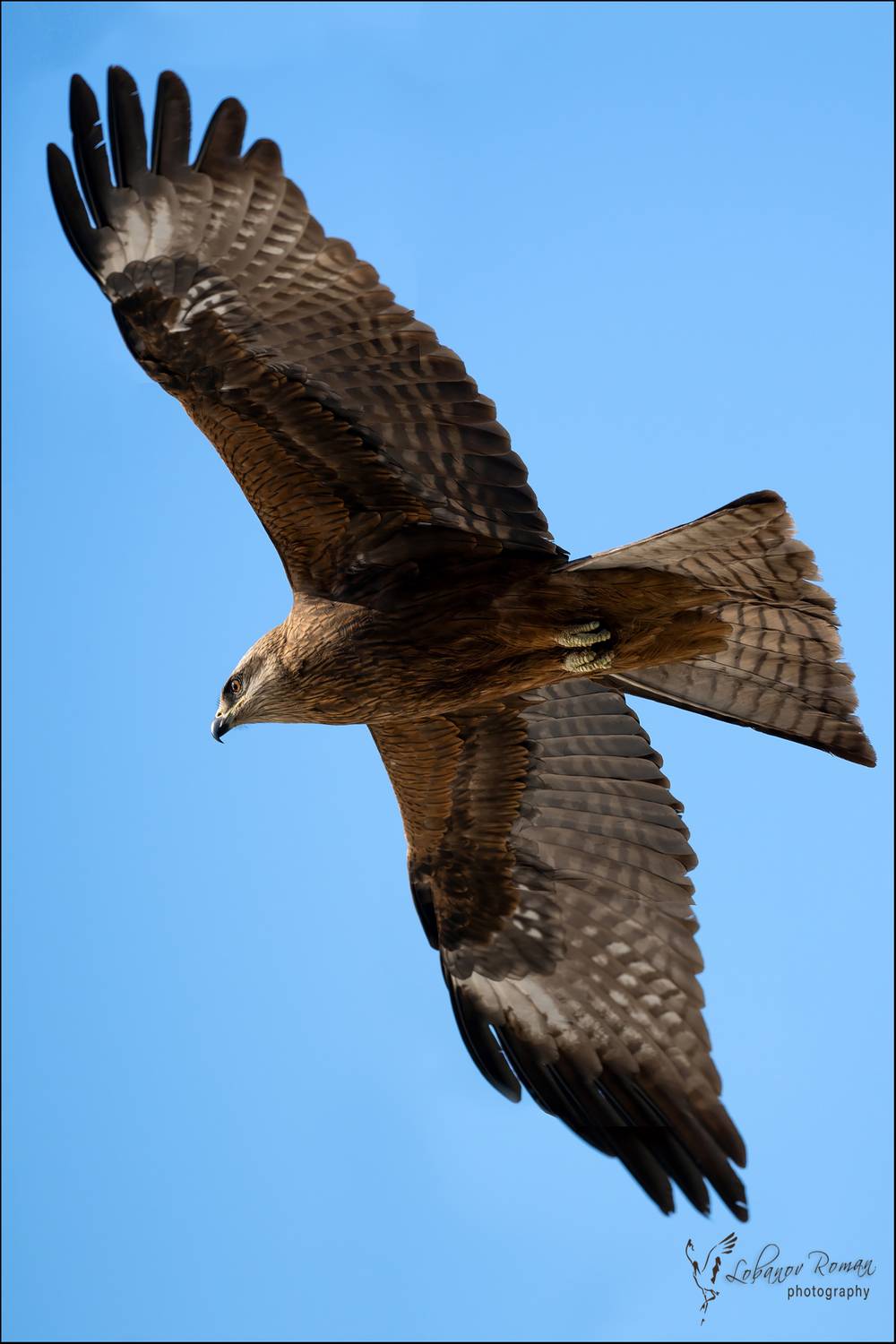 , Лобанов Роман