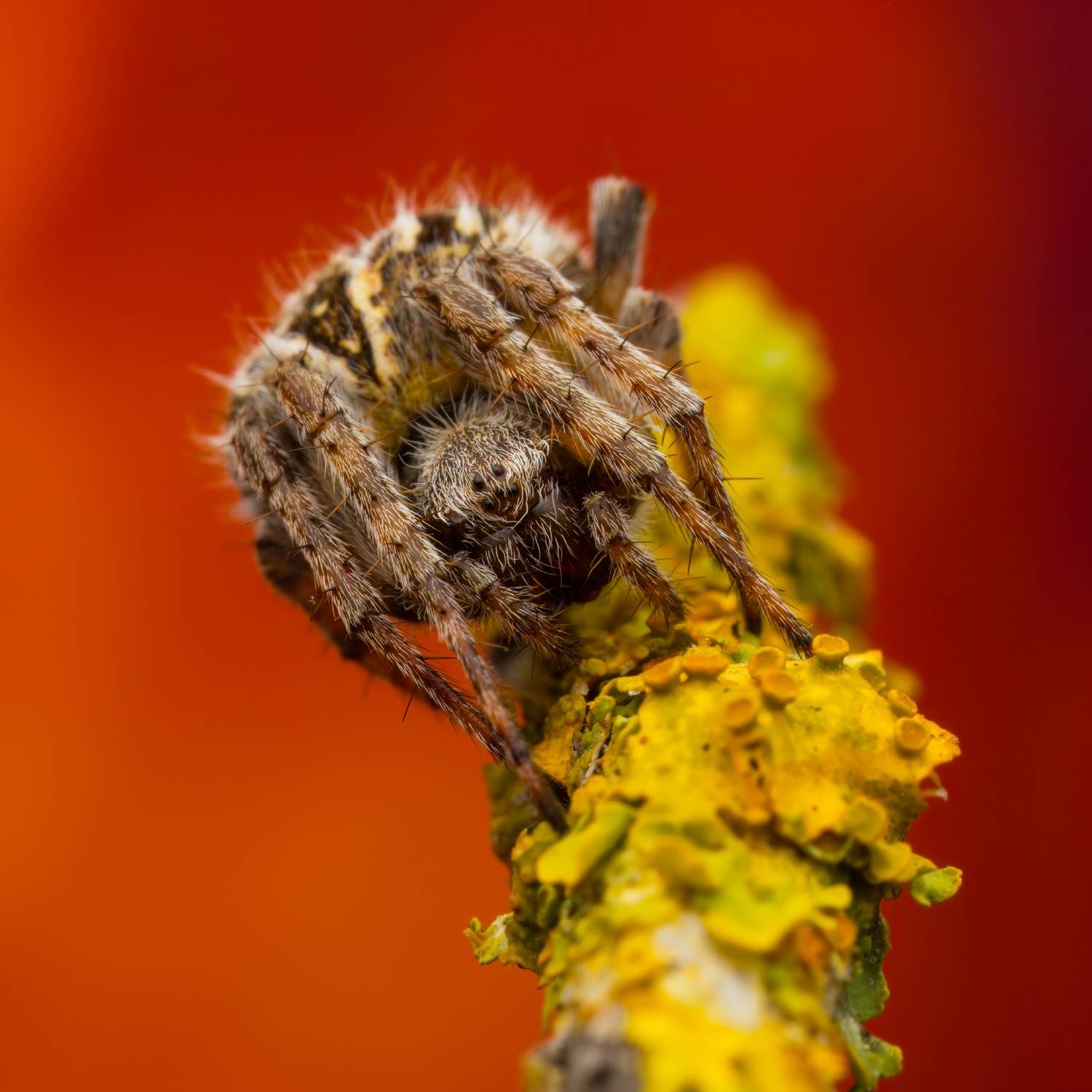 , Фруман Евгений