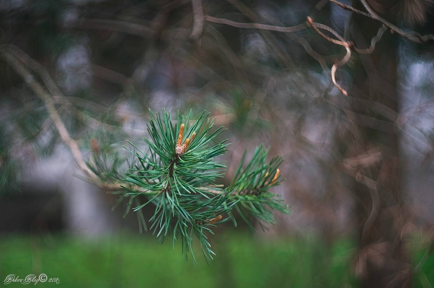 , Орлов Олег