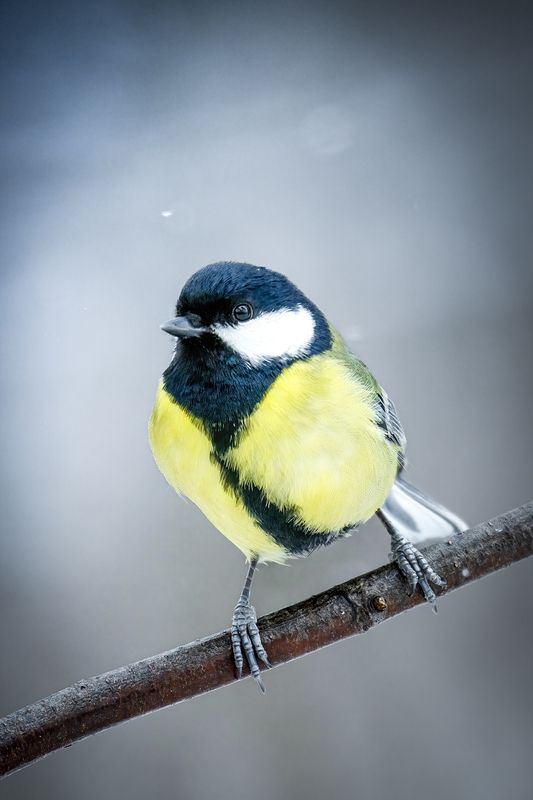 Синица фото превью