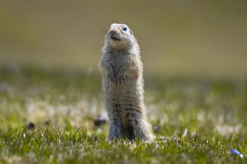 European ground squirrel фото превью