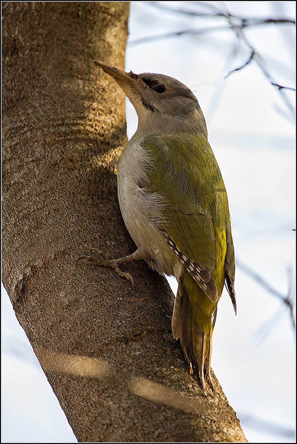 москва, апрель, парк, седой дятел, АНАТОЛИЙ ДОВЫДЕНКО