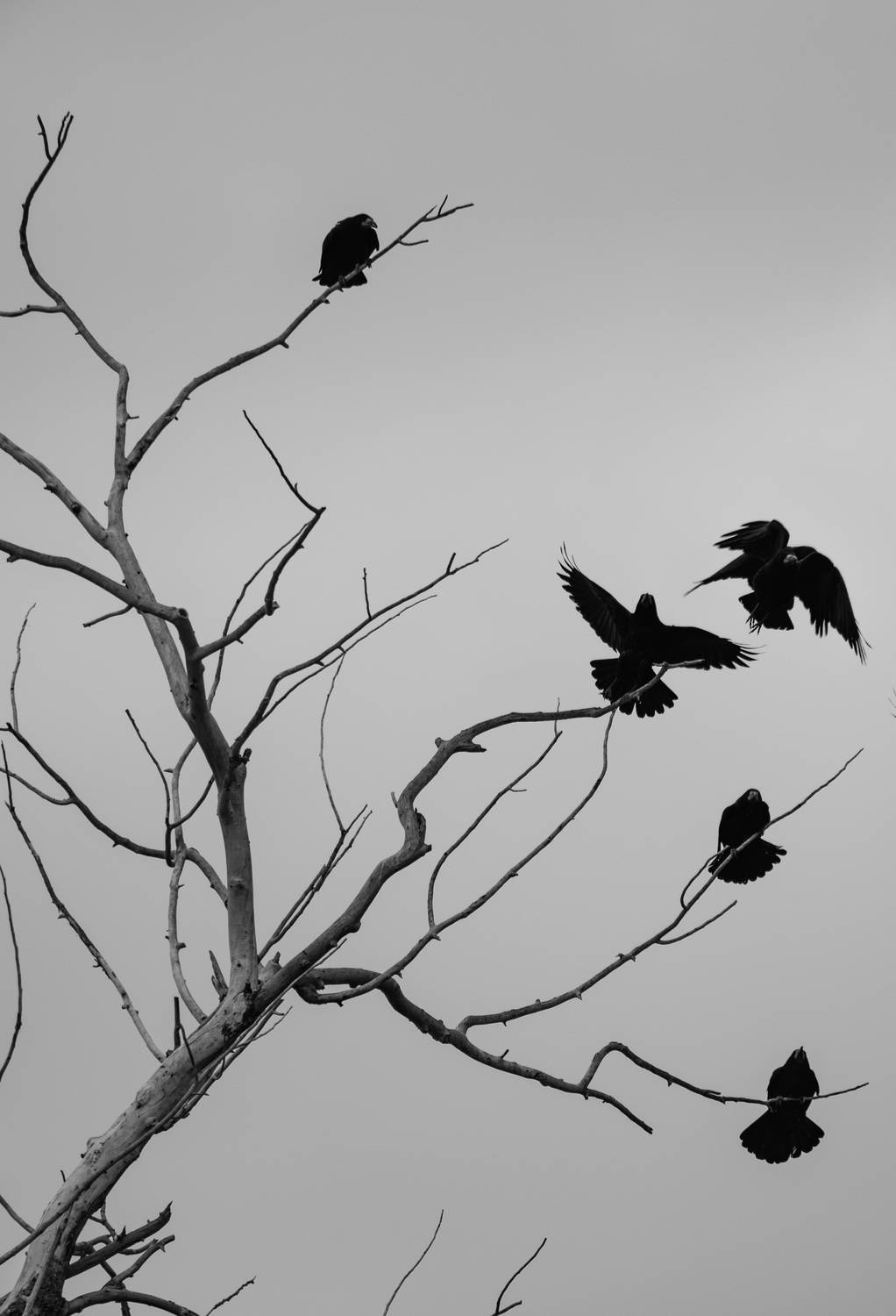 , Красников Андрей