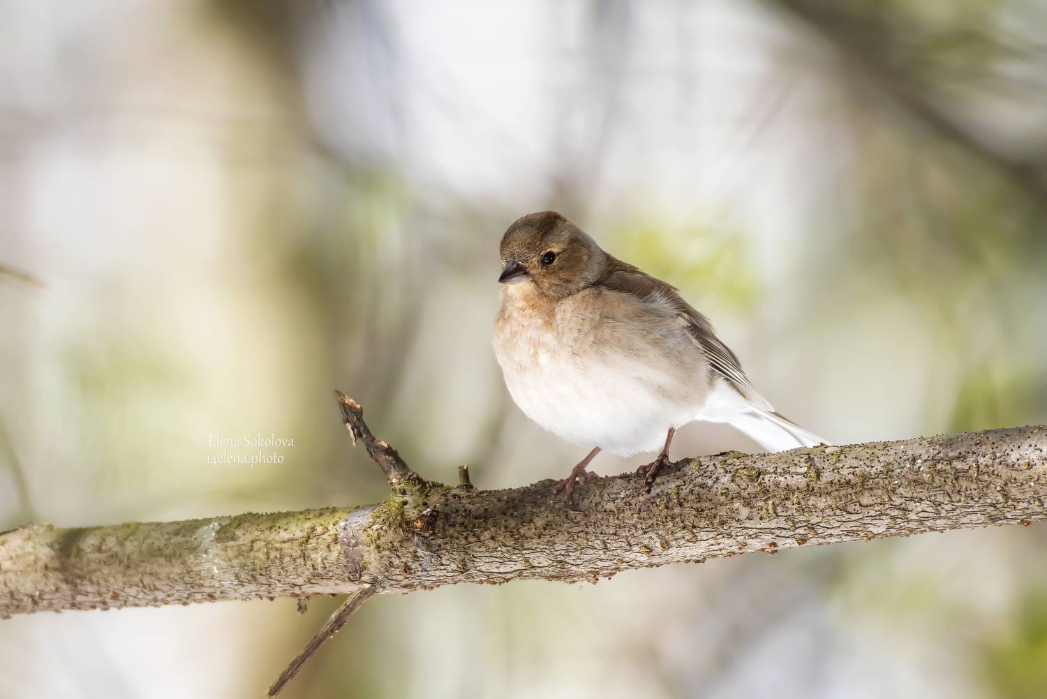 зяблик, птицы, весна, Соколова Елена