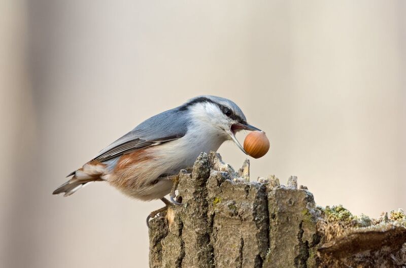поползень фото превью