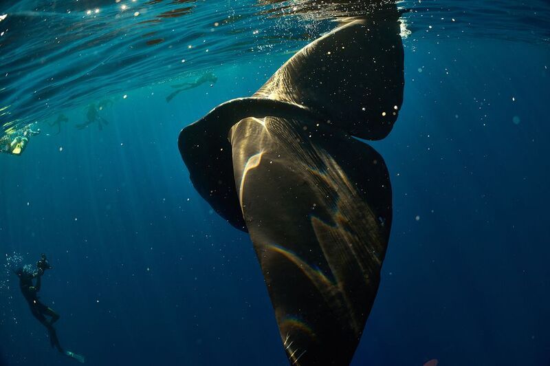 Золотой хвост/ Golden tail фото превью