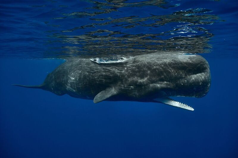 Sperm whale / Кашалот фото превью