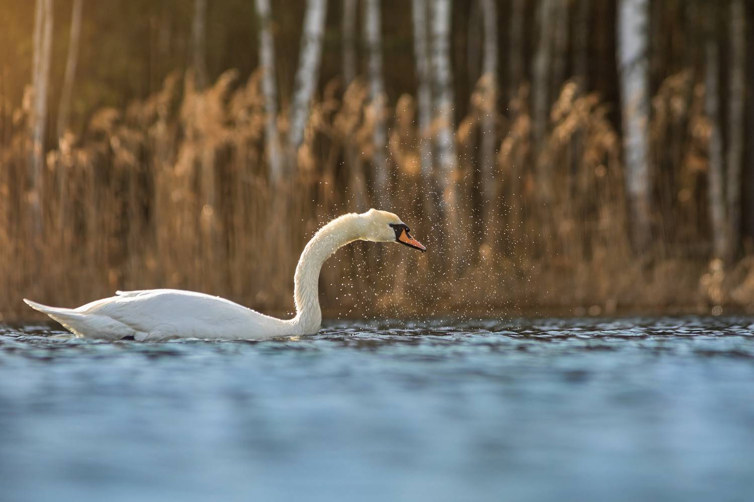 животные, птицы, лебедь, природа, дикая природа, nature, wildlife, canon, Пронин Денис
