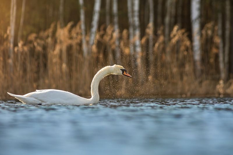 животные, птицы, лебедь, природа, дикая природа, nature, wildlife, canon Лебедь на рассвете фото превью