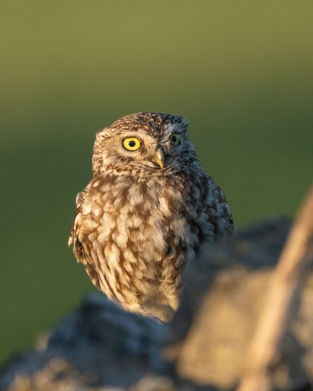 домовой сыч, совы, птицы, little owl, owl, birds Встреча фото превью
