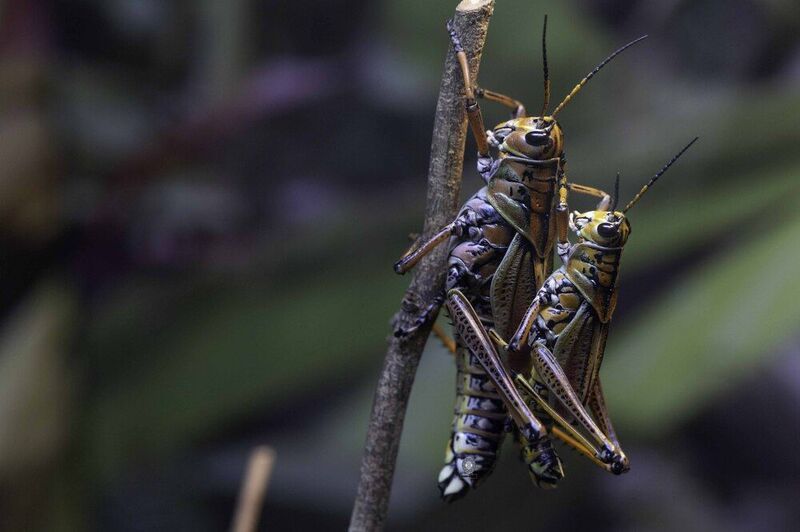 Grasshopper фото превью