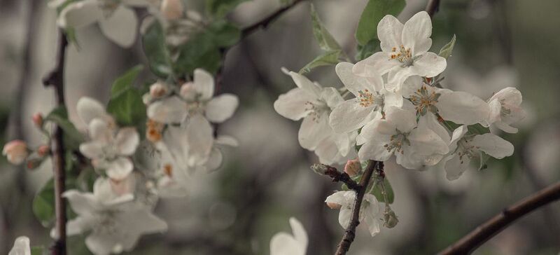 запахло весною фото превью