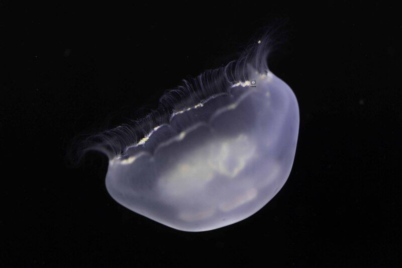 Moon jellyfish фото превью