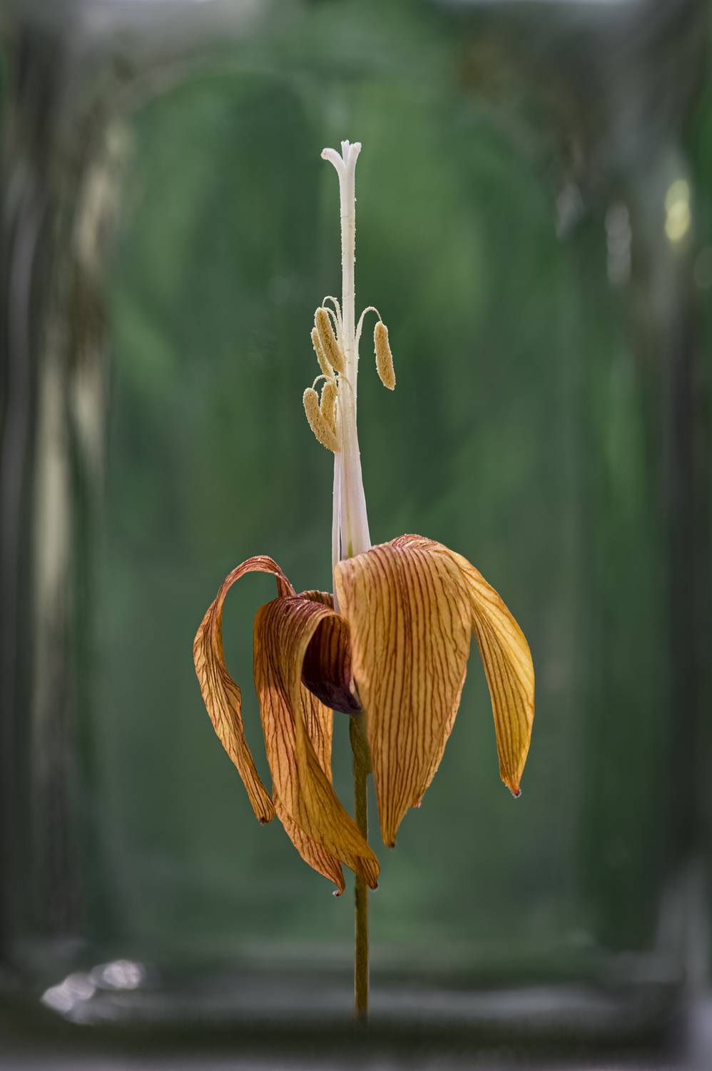 , Черновол Валентин