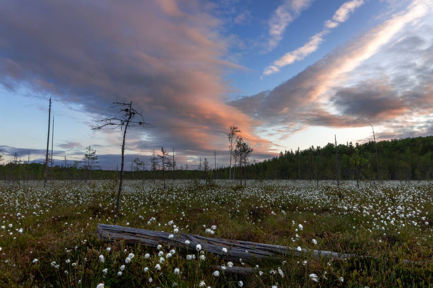 , Комарова Вера