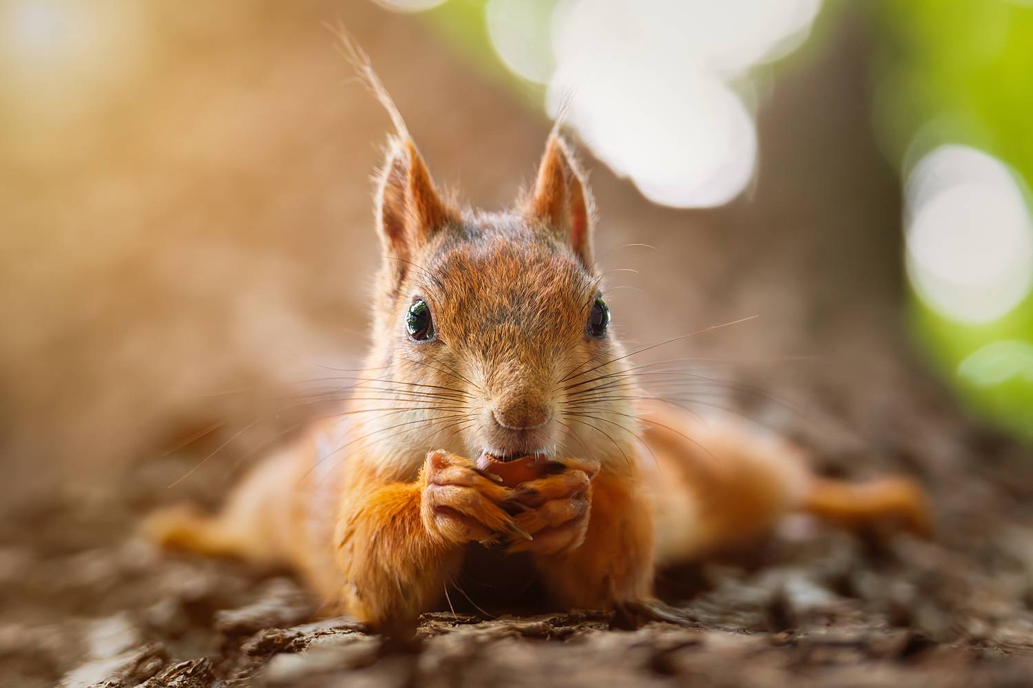 , Корнеев Алексей