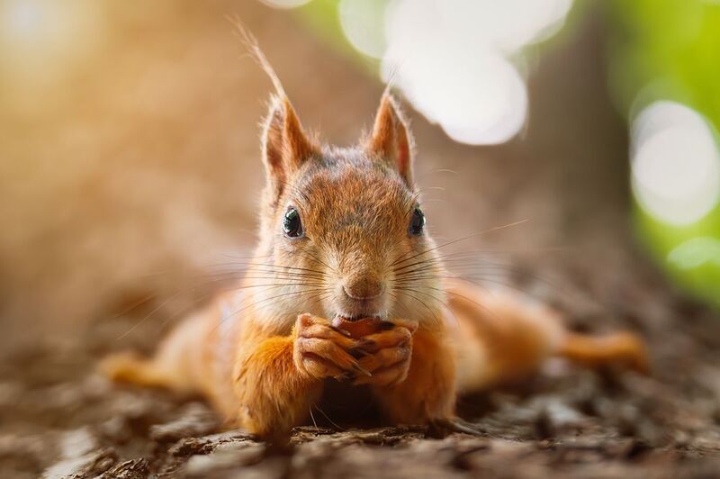 Белка на дереве фото превью