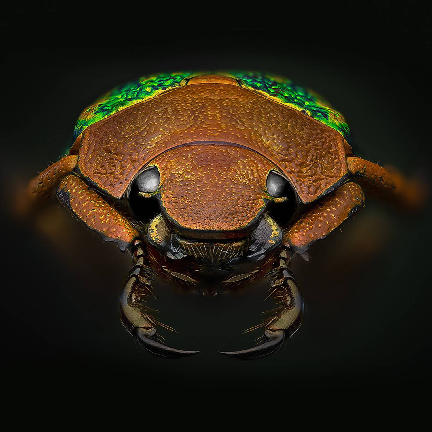 coleoptera, scarabaeidae, chrysina victorina, Kavaliauskas Eugenijus