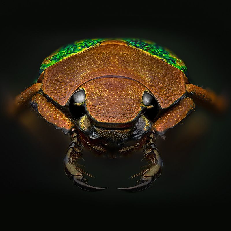 coleoptera, scarabaeidae, chrysina victorina Хрущь фото превью