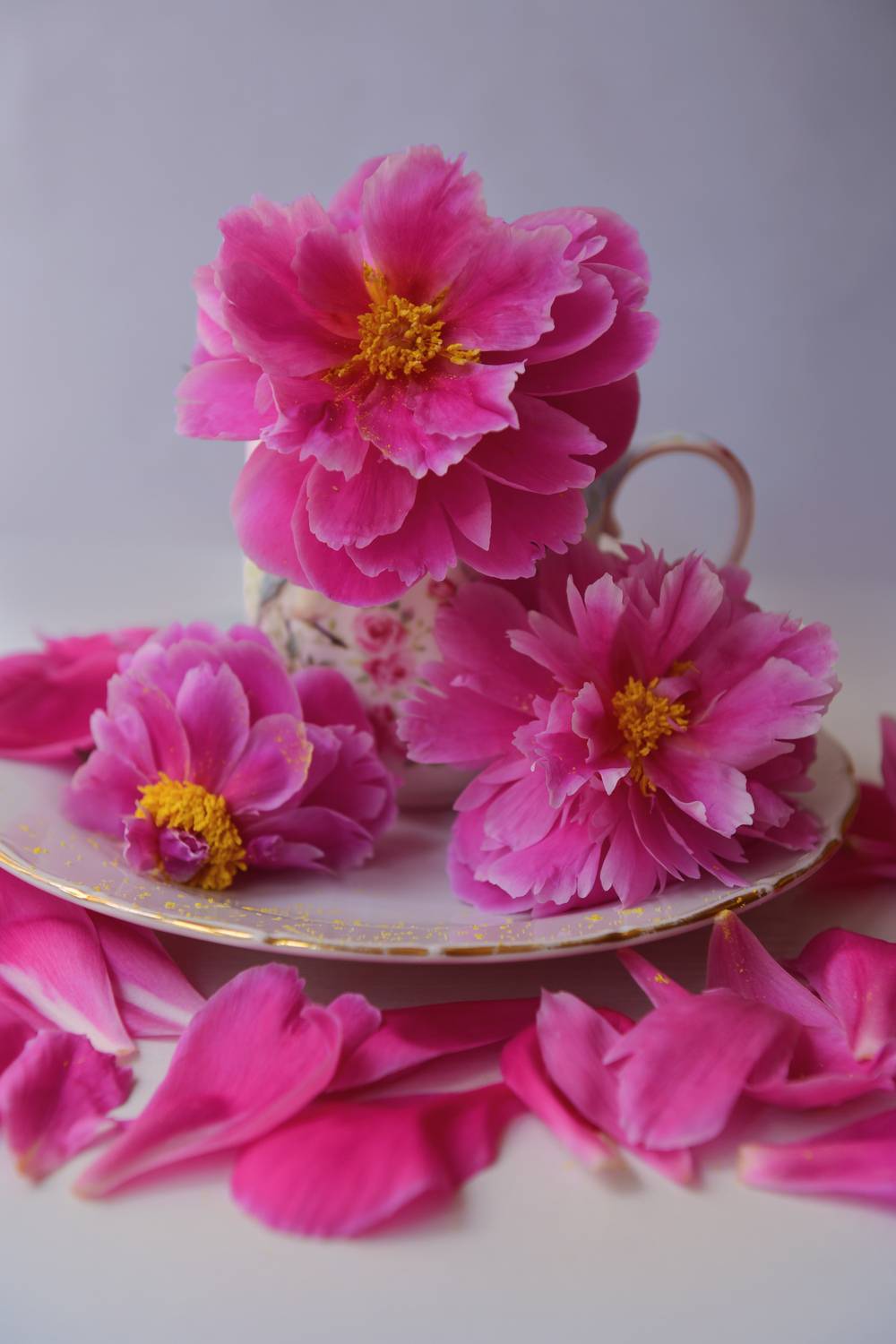 , Божена Пучко