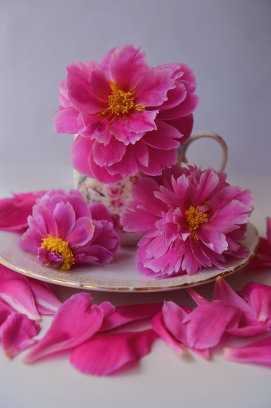 Пионы фото превью