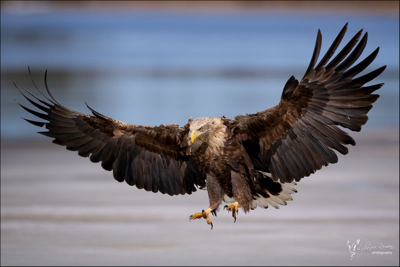 * * * фото превью